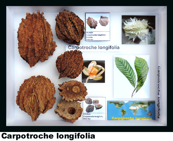 Carpotroche longifolia