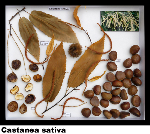 Castanea sativa