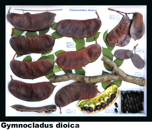 Gymnocladus dioicus