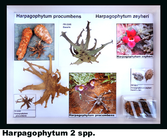 Harpagophytum