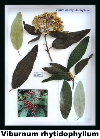 Viburnum rhytidophyllum