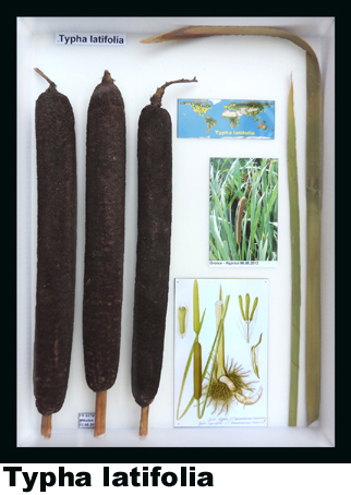 Typha latifolia