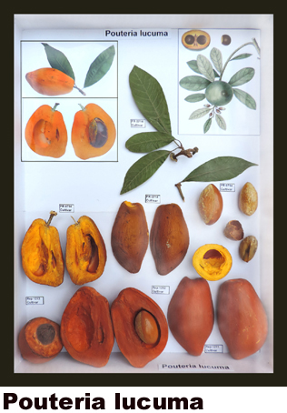 Pouretia lucuma