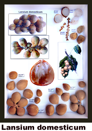 Lansium comesticum