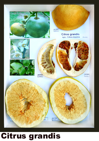 Citrus grandis