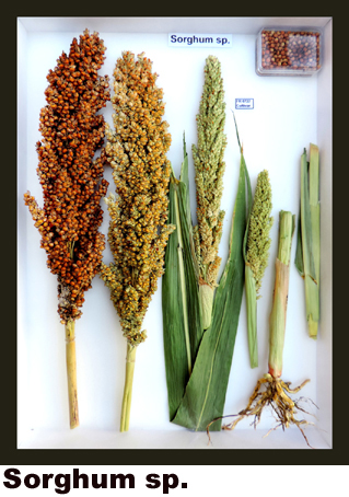 Sorghum