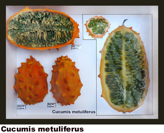 Cucumis metuliferus