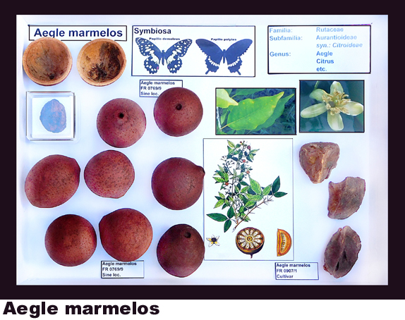 Aegle marmelos