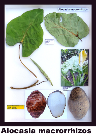 Alocasia macrorrhizos