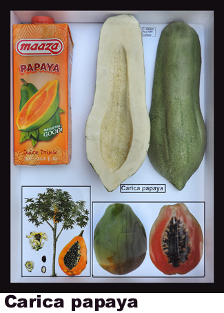 Carica papaya