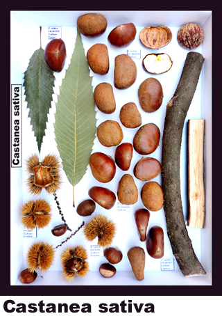 Castanea sativa