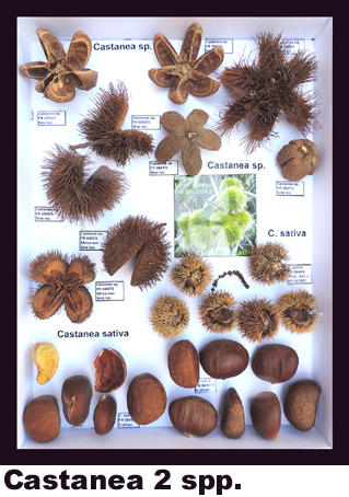 Castanea sativa