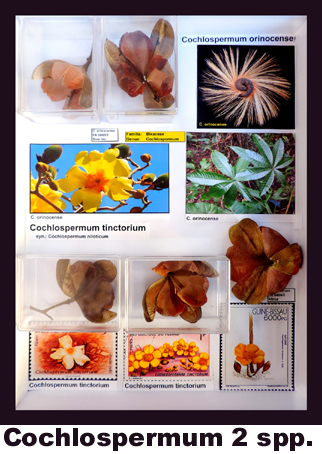 Cochlospermum