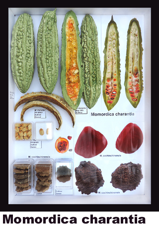 Momordica charantia