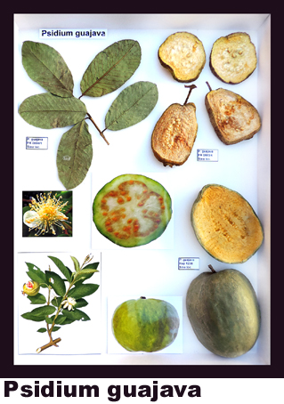 Psidium guajava