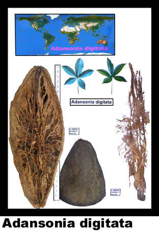 Adansonia digitata