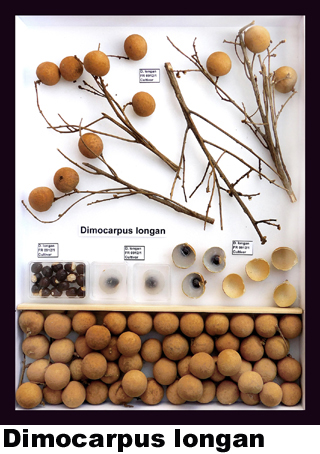 Dimocarpus longan