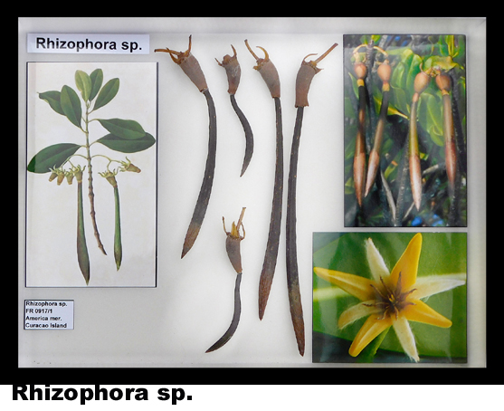 Rhizophora