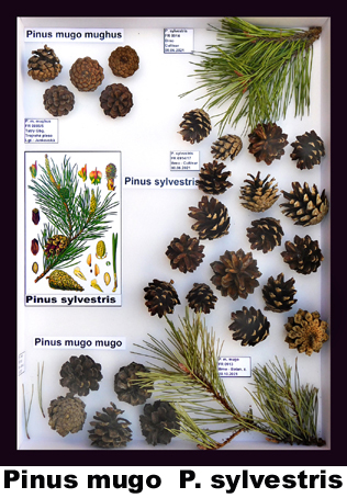 Pinus mugo