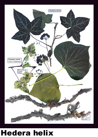 Hedera helix