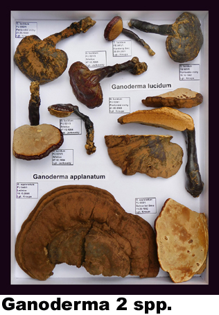 Ganoderma