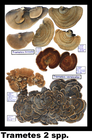 Trametes