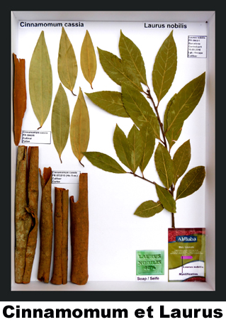 Cinnamomum