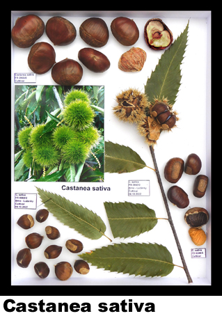 Castanea sativa