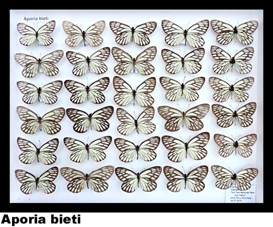 Aporia bieti