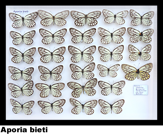 Aporia bieti