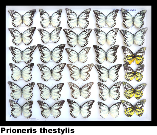 Prioneris thestylis