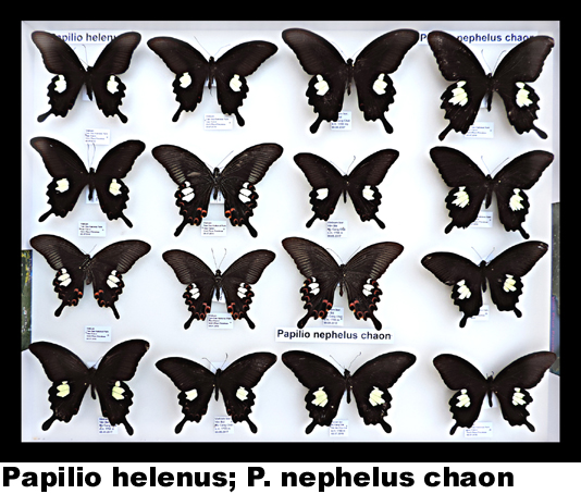 Papilio helenus