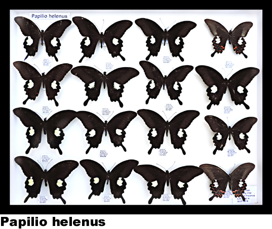 Papilio helenus Papilio helenus