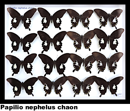 Papilio nephelus chaon
