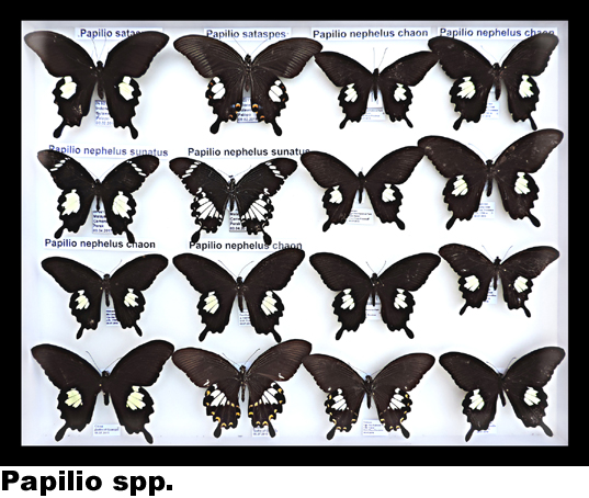 Papilio