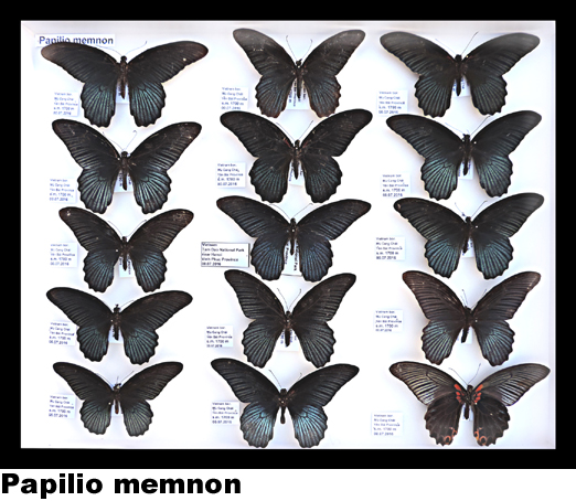 Papilio memnon