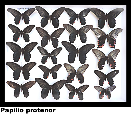 Papilio protenor