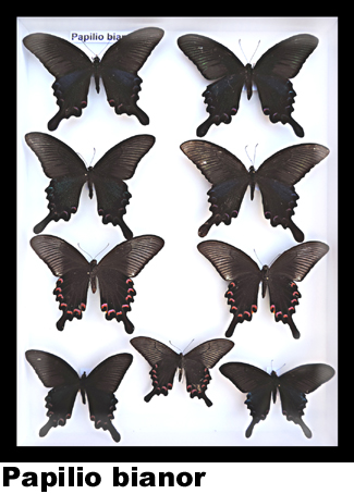 Papilio bianor