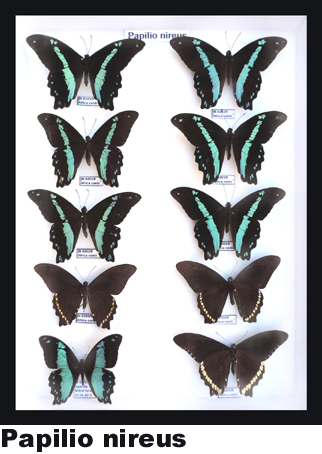 Papilio nireus