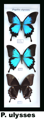 Papilio ulysses