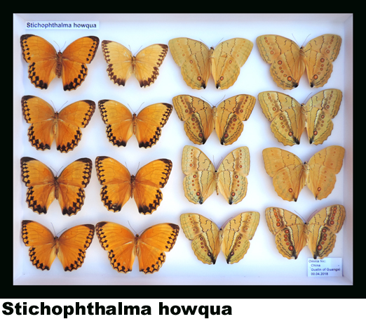 Stichophthalma