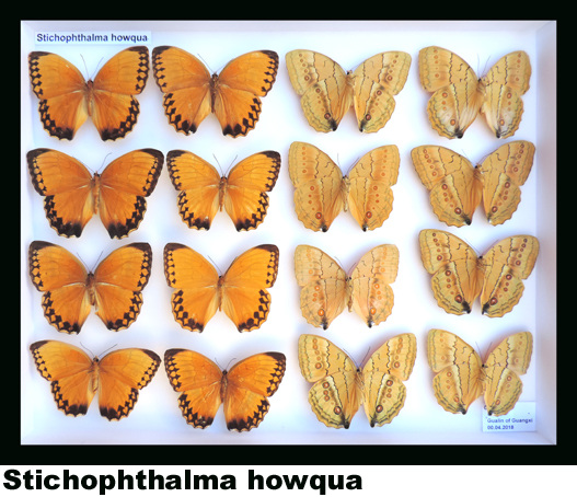 Stichophthalma