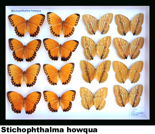 Stichophthalma