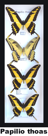 Papilio thoas