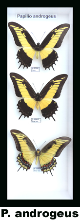 Papilio androgeus