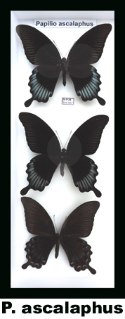 Papilio ascalaphus