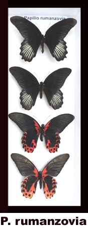 Papilio rumanzovia