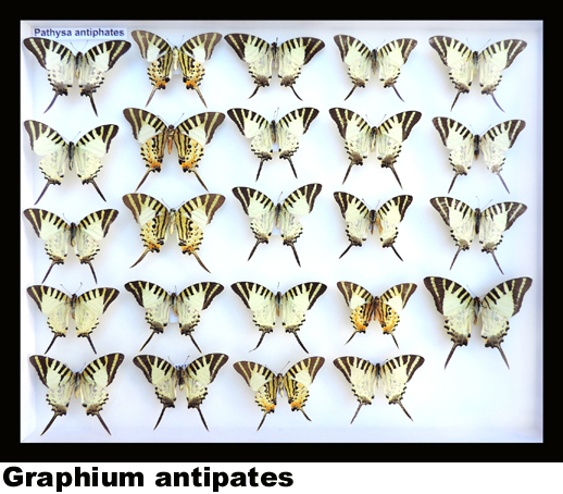 Graphium antipates