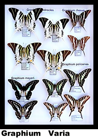 Graphium