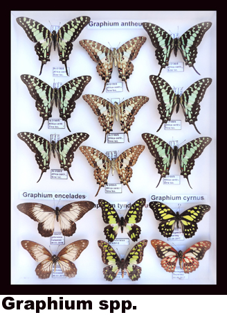 Graphium